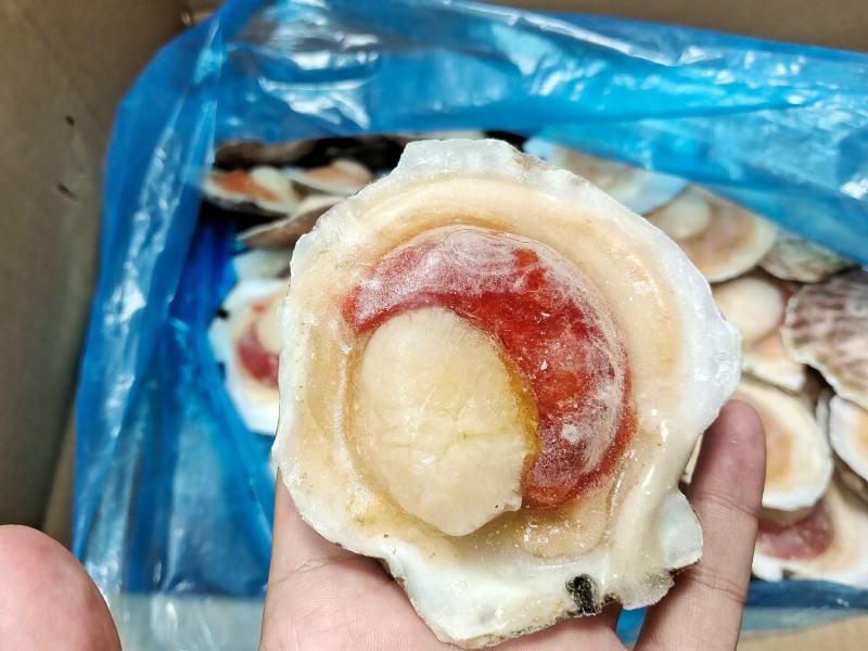 吊笼贝半壳贝夏夷贝虾夷扇贝
