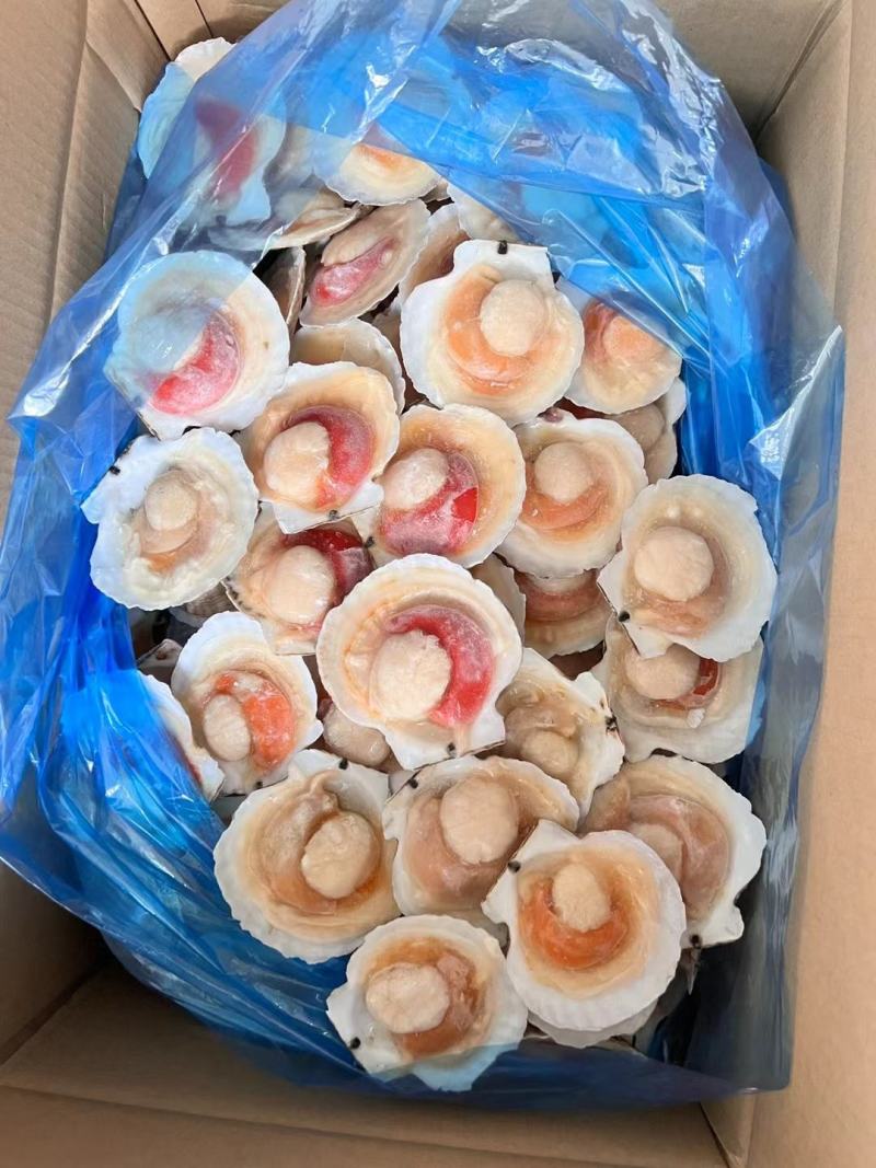 吊笼贝半壳贝夏夷贝虾夷扇贝