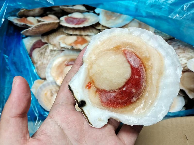 吊笼贝半壳贝夏夷贝虾夷扇贝