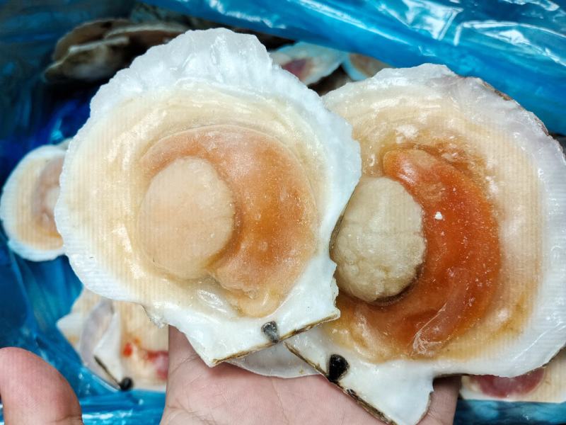 吊笼贝半壳贝夏夷贝虾夷扇贝
