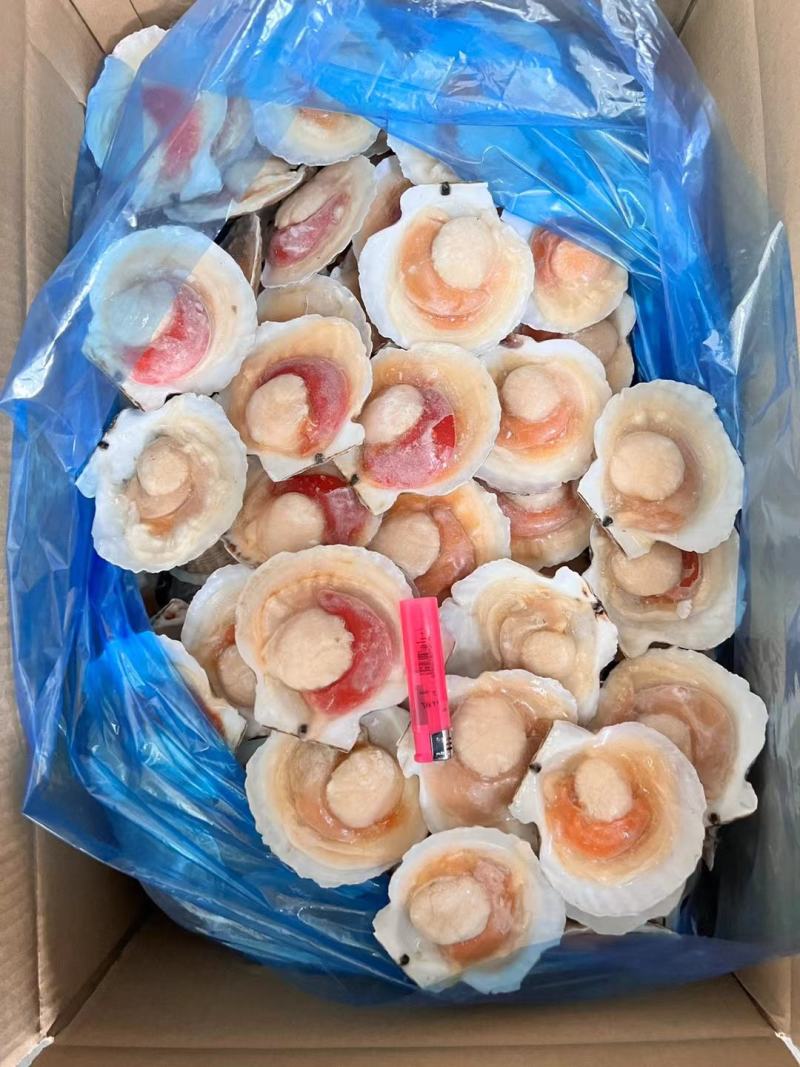 吊笼贝半壳贝夏夷贝虾夷扇贝