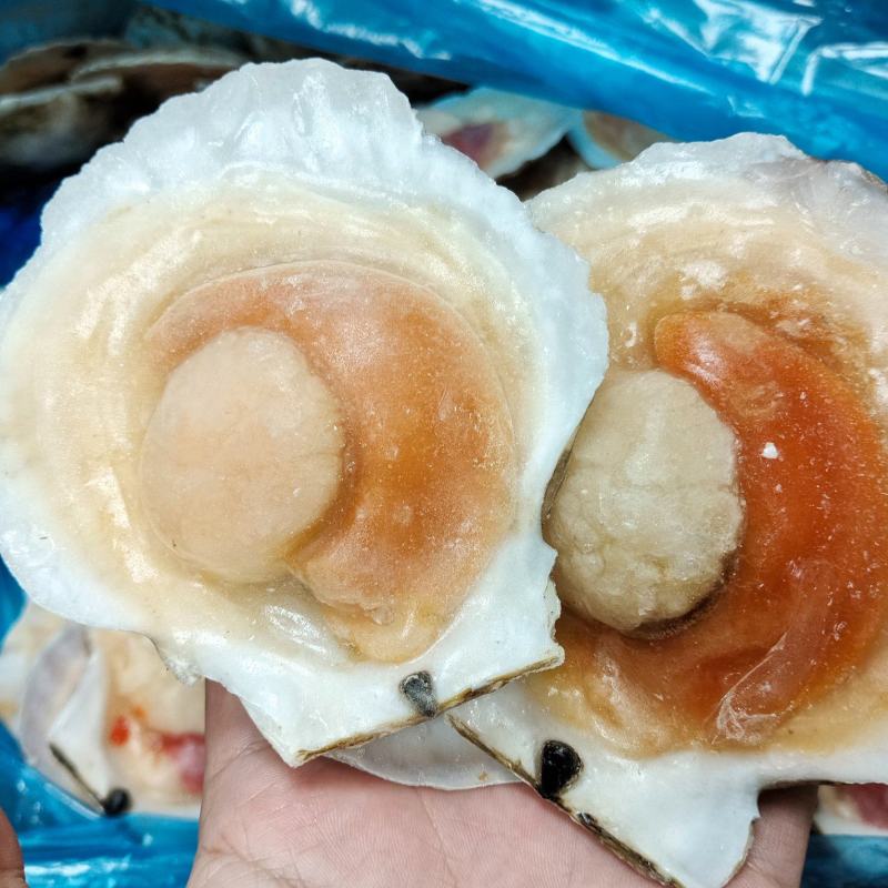 吊笼贝半壳贝夏夷贝虾夷扇贝