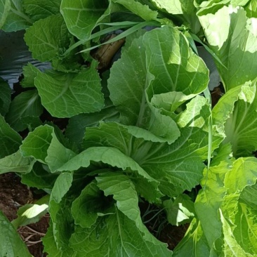 包心苦菜