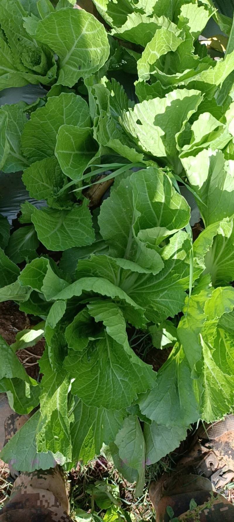 包心苦菜