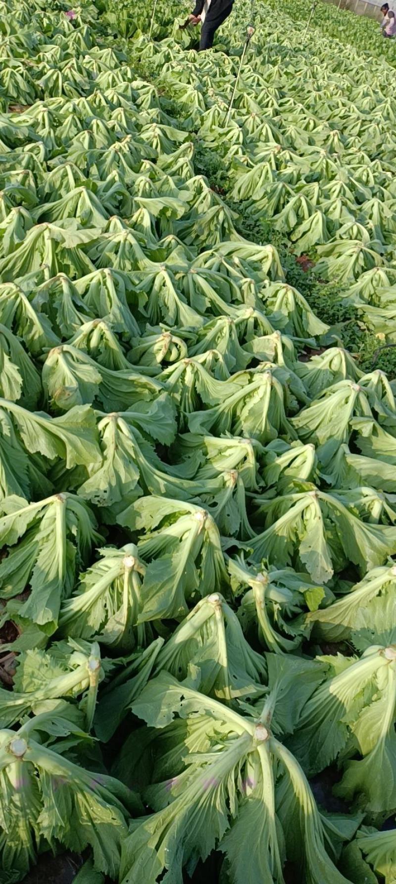 包心苦菜