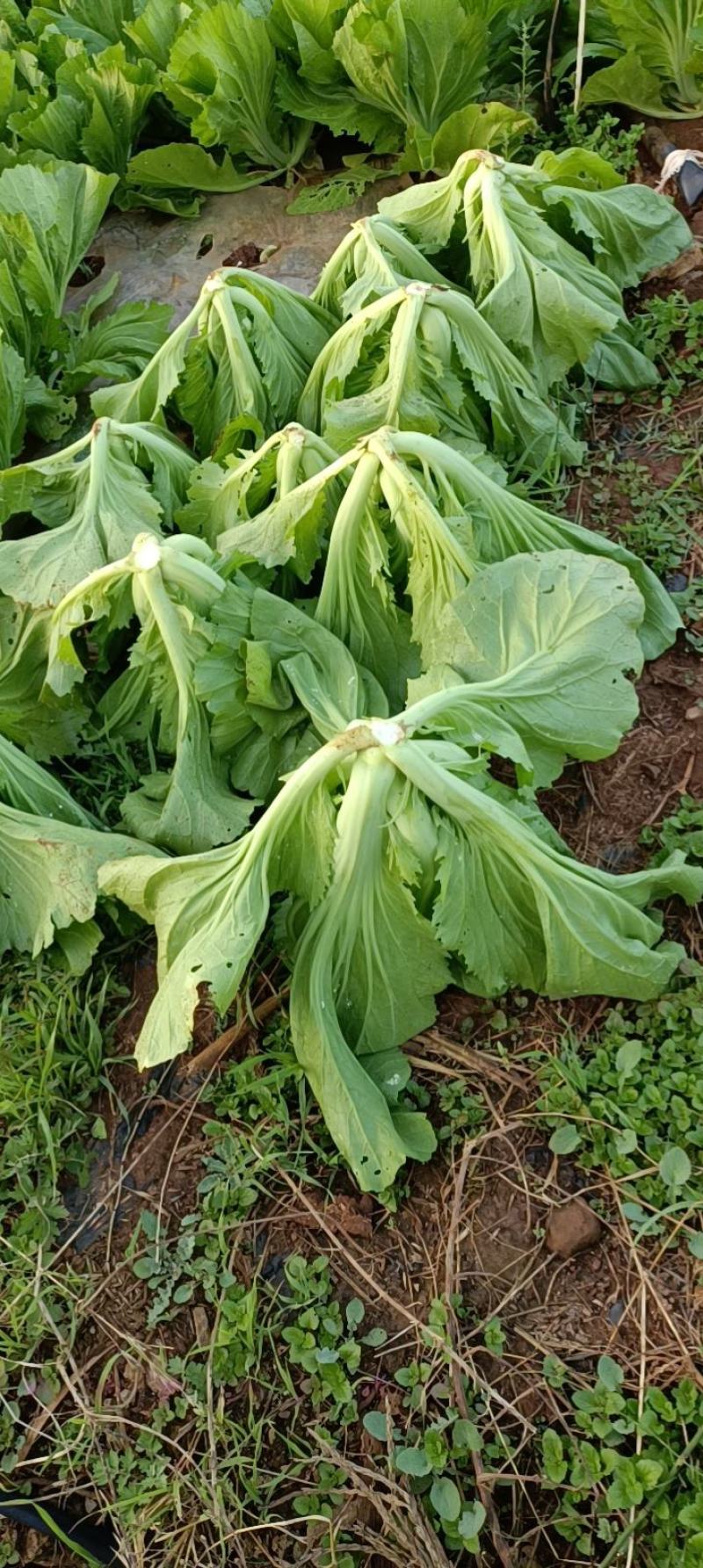 包心苦菜