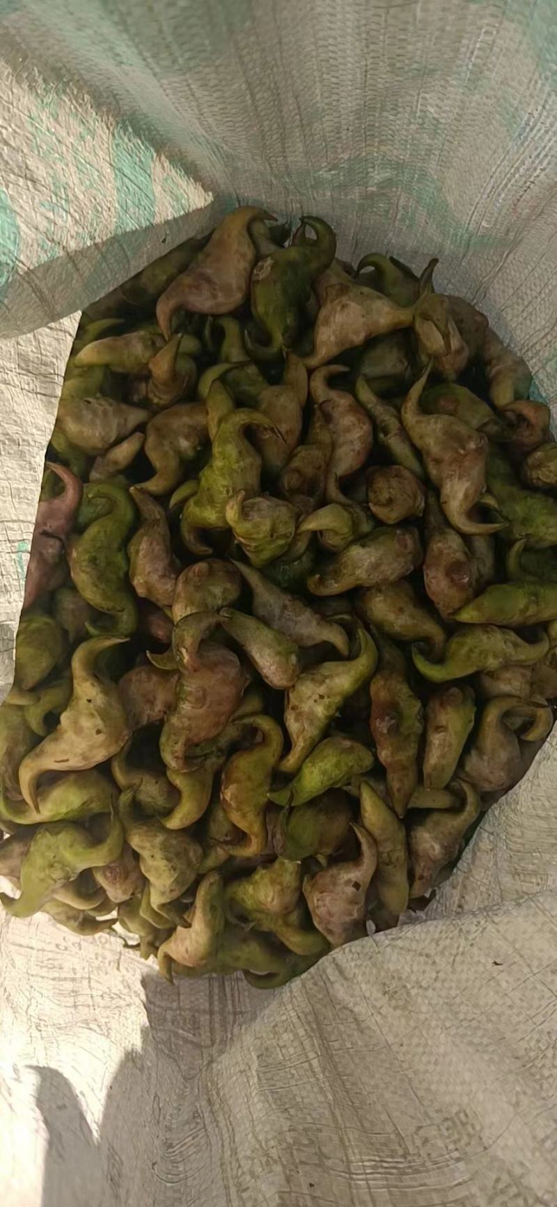 优质菱角种子