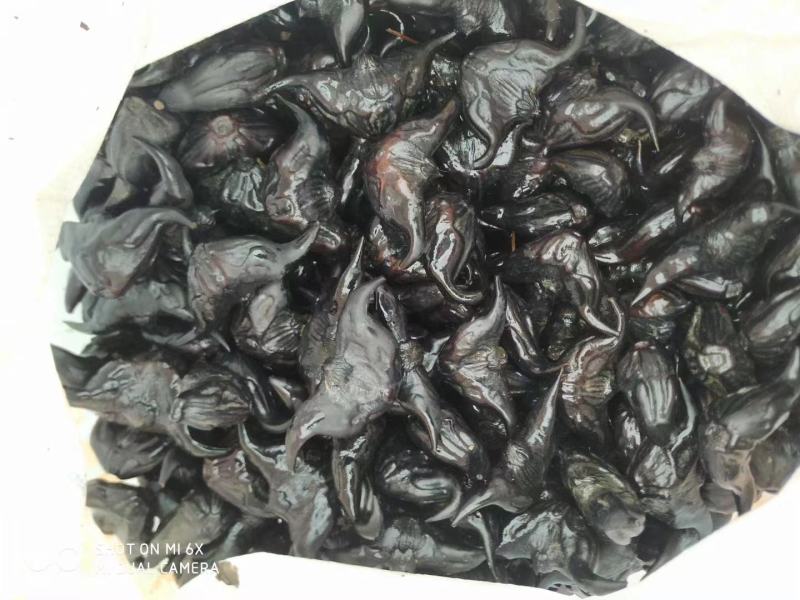 优质菱角种子