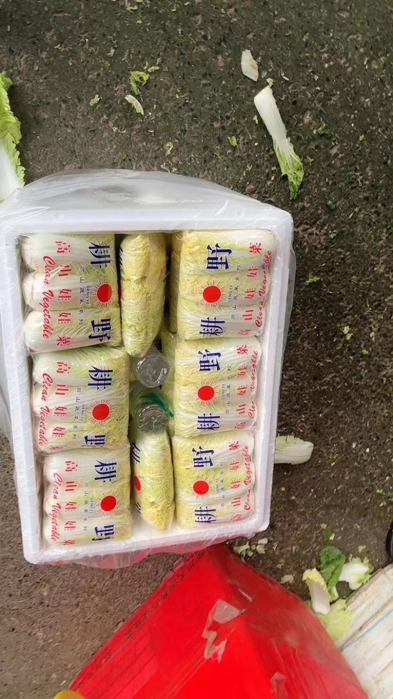 湖北娃娃菜，大量供应，大娃娃菜小娃娃菜，净菜毛菜！