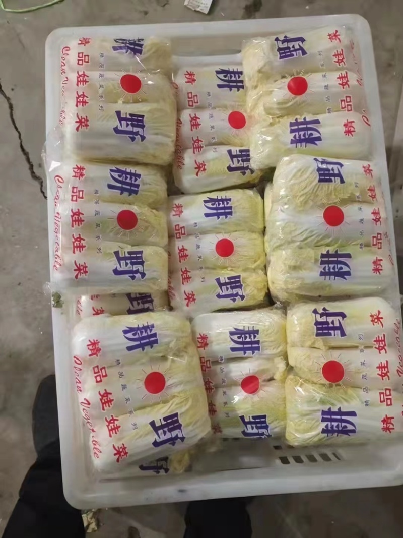 湖北娃娃菜，大量供应，大娃娃菜小娃娃菜，净菜毛菜！