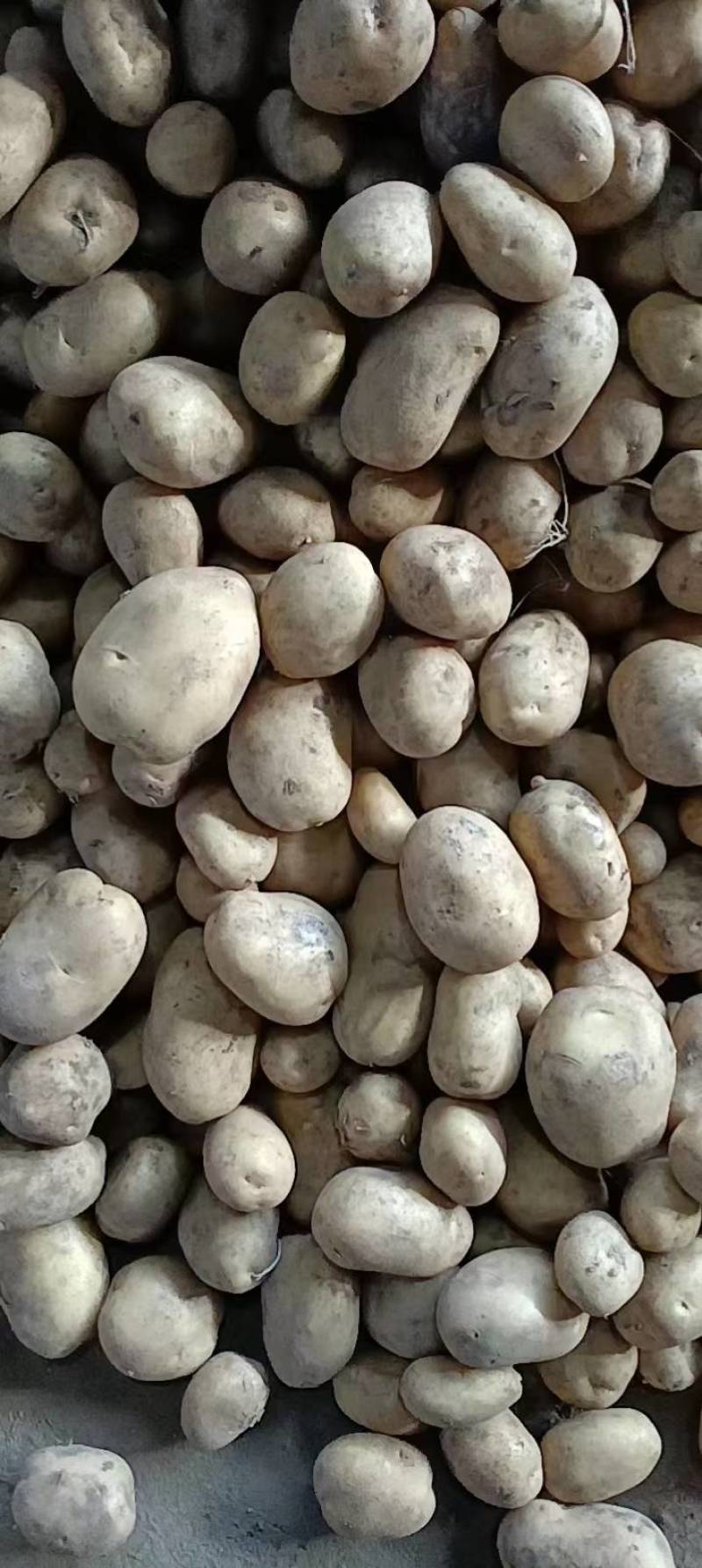 大量出售土豆种子，品种多，保质量，需要的客户联系，预订中