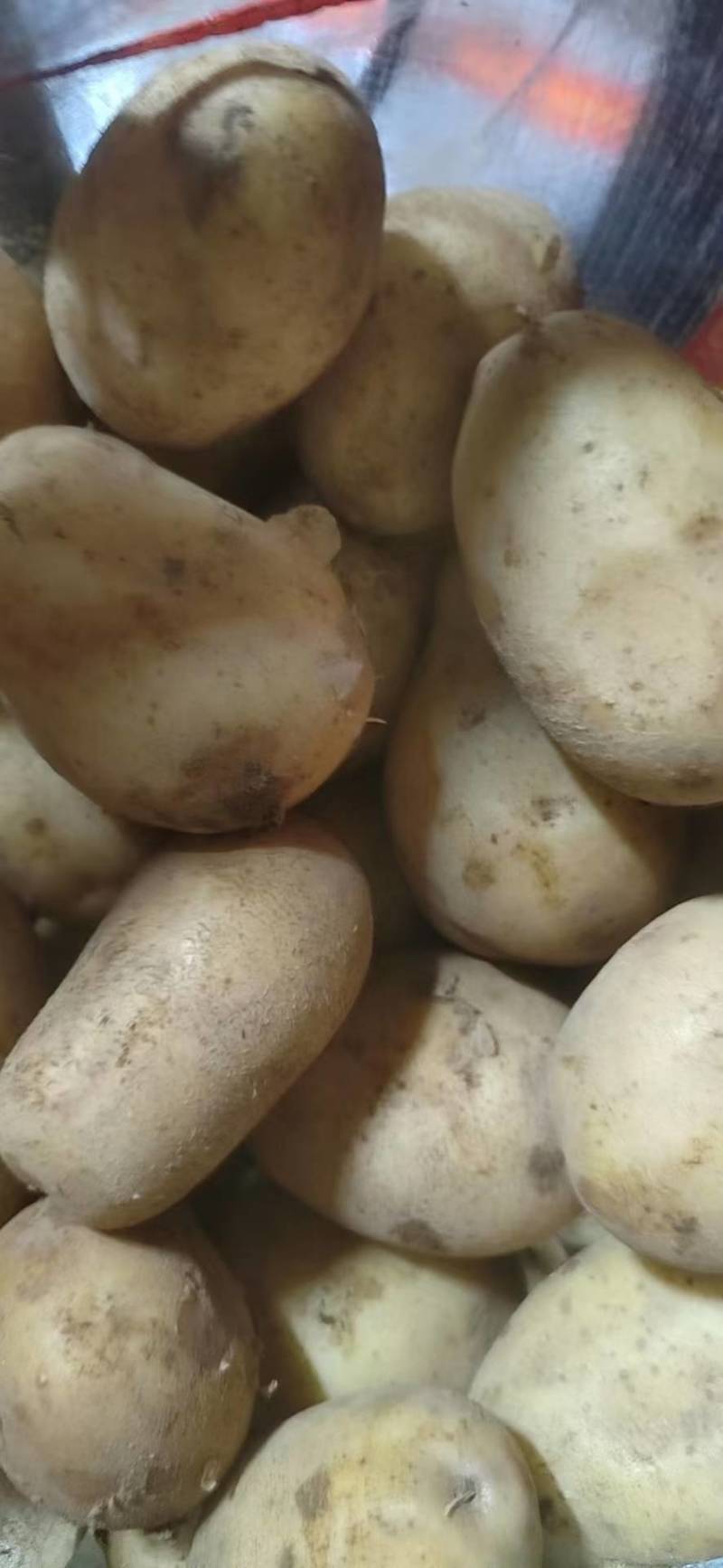 大量出售土豆种子，品种多，保质量，需要的客户联系，预订中