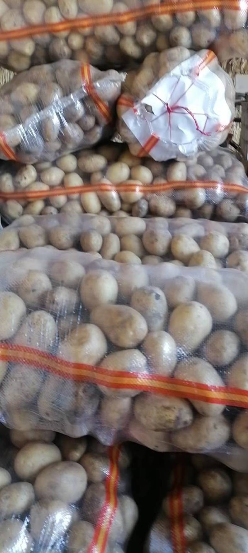 大量出售土豆种子，品种多，保质量，需要的客户联系，预订中