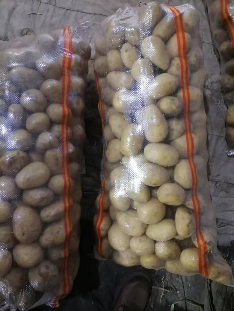 大量出售土豆种子，品种多，保质量，需要的客户联系，预订中