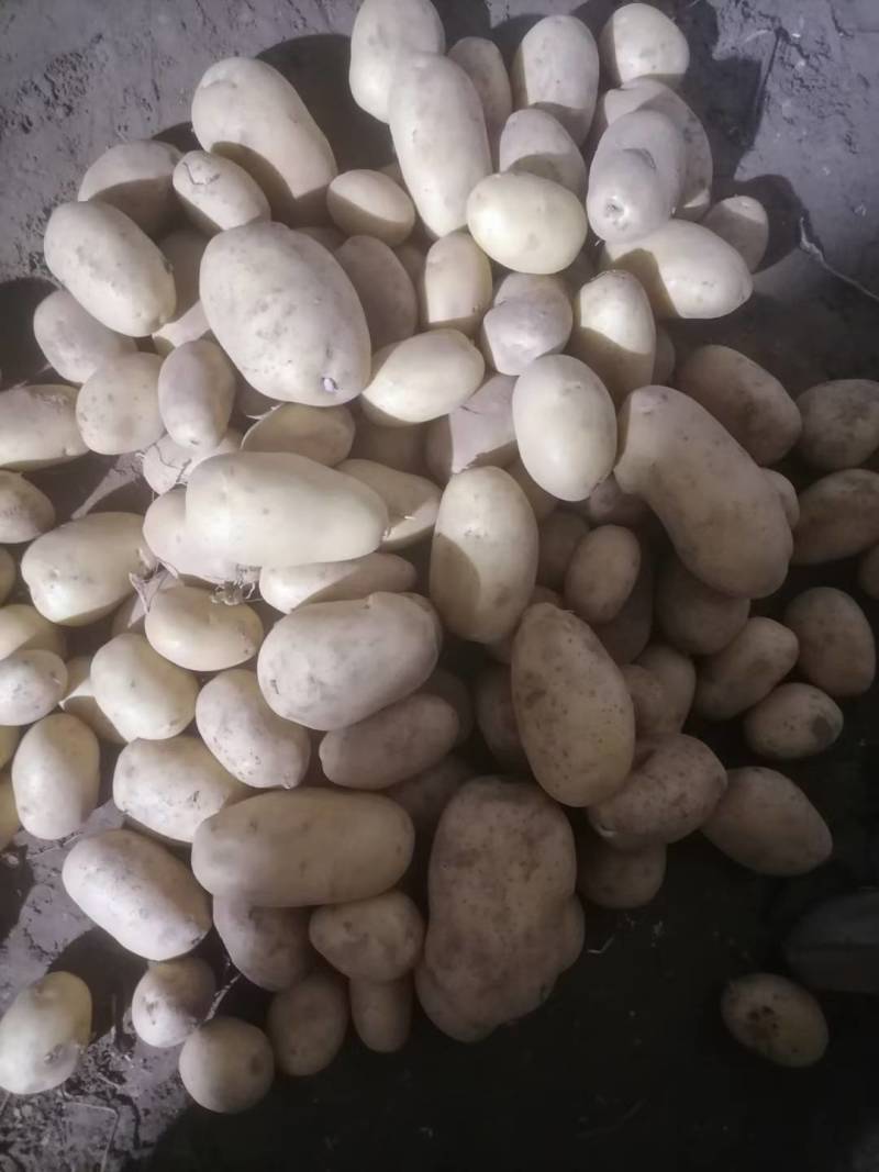 大量出售土豆种子，品种多，保质量，需要的客户联系，预订中