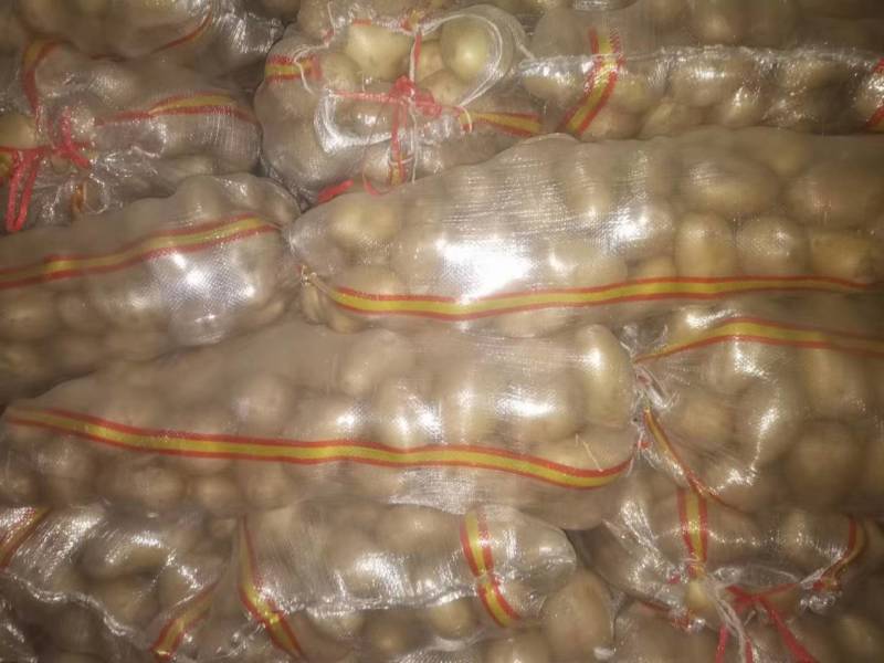 大量出售土豆种子，品种多，保质量，需要的客户联系，预订中