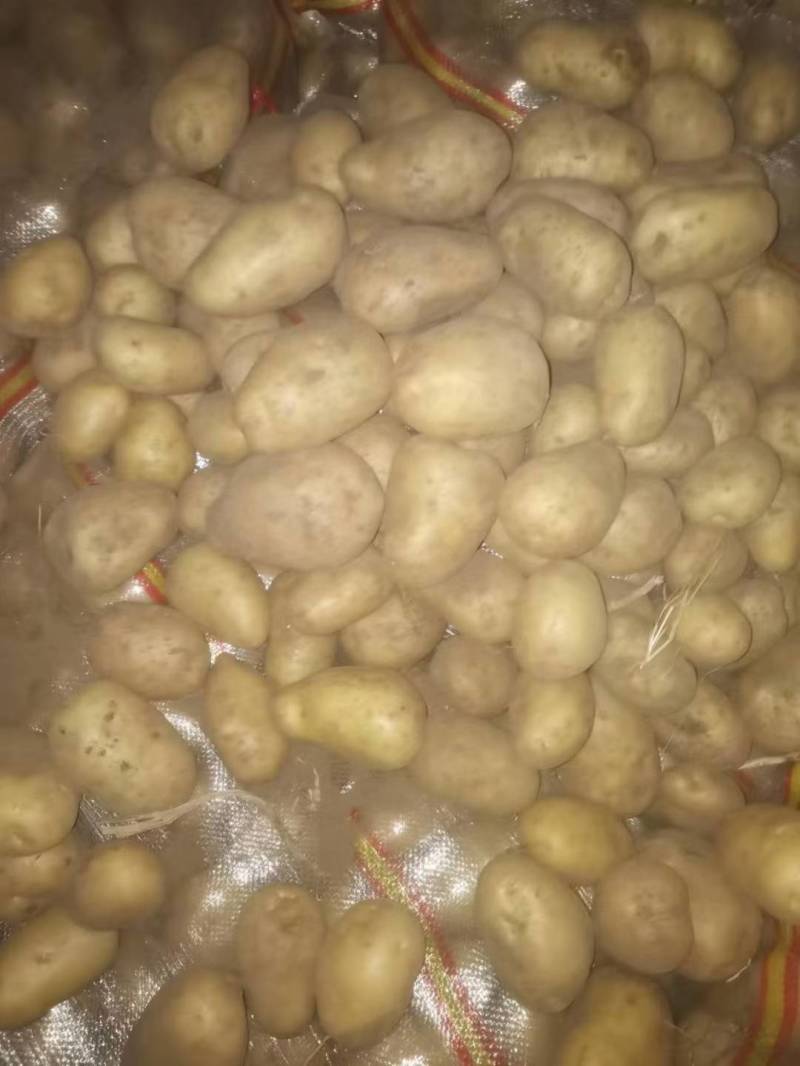 大量出售土豆种子，品种多，保质量，需要的客户联系，预订中