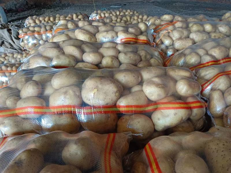 大量出售土豆种子，品种多，保质量，需要的客户联系，预订中