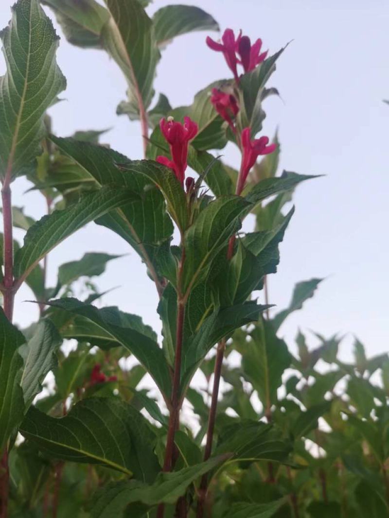 红王子锦带小苗及花灌木工程用丛生墩规格全全国发货