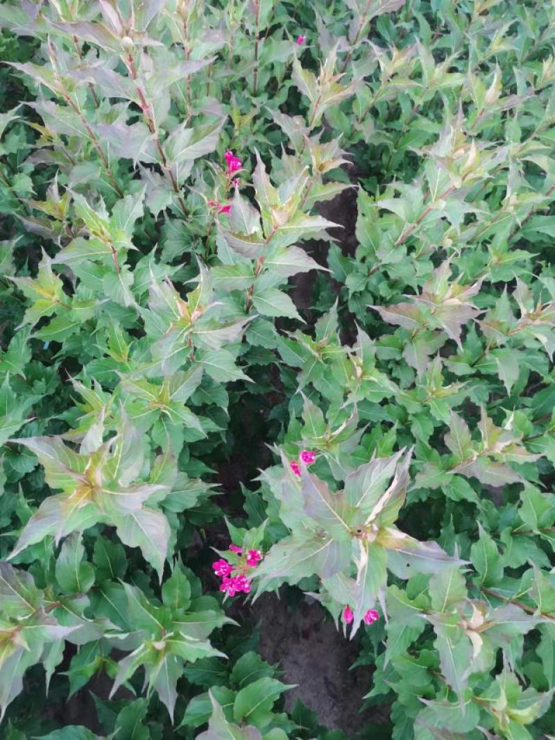 红王子锦带小苗及花灌木工程用丛生墩规格全全国发货