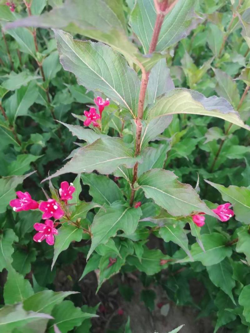 红王子锦带小苗及花灌木工程用丛生墩规格全全国发货