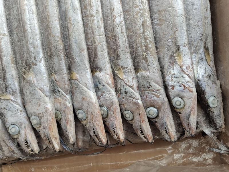 马达加斯加冻带鱼A带无破肚