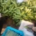 大葱，高白葱，高白葱，，，，，，，，，，