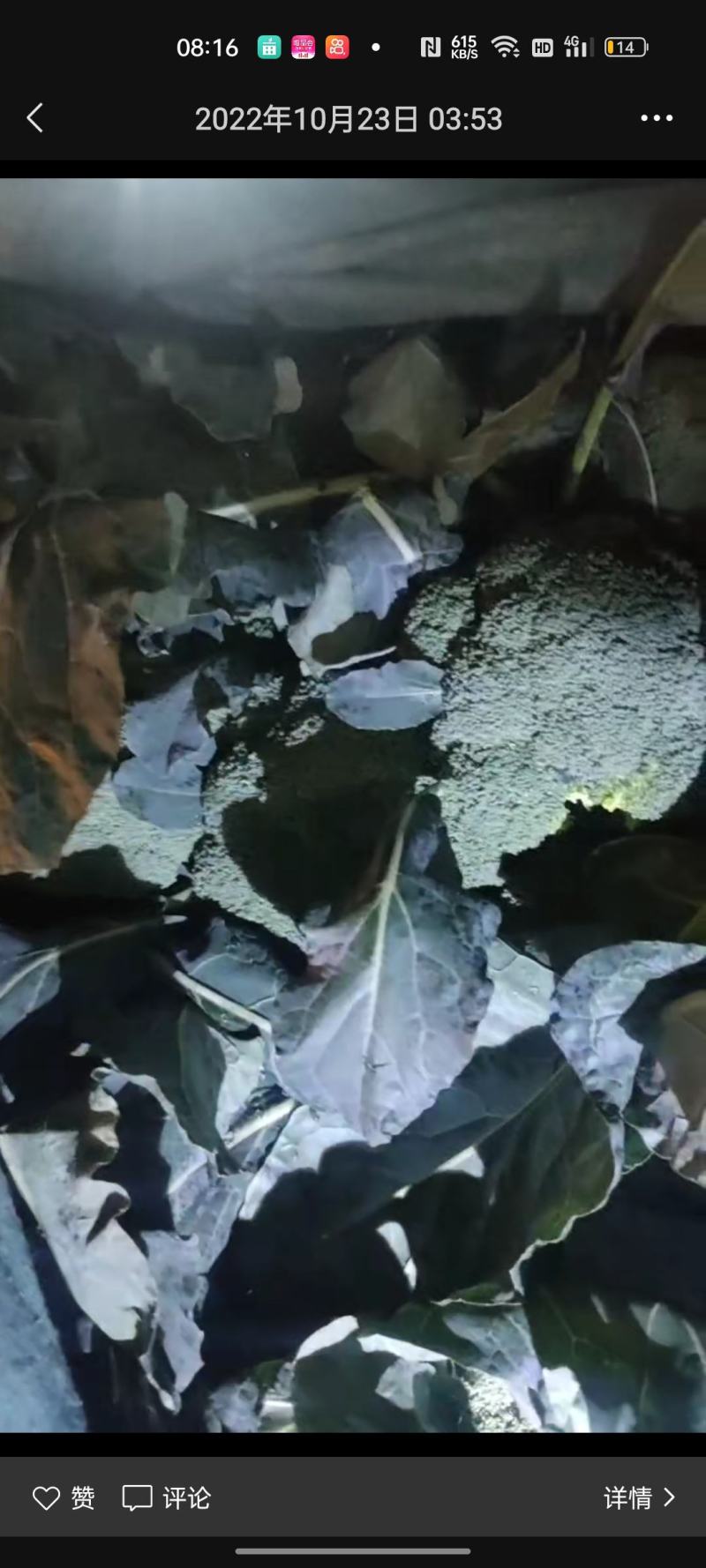 香菜，聊城铁杆青香菜一级代理点，，，，，，，，