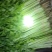 香菜，聊城铁杆青香菜一级代理点，，，，，，，，
