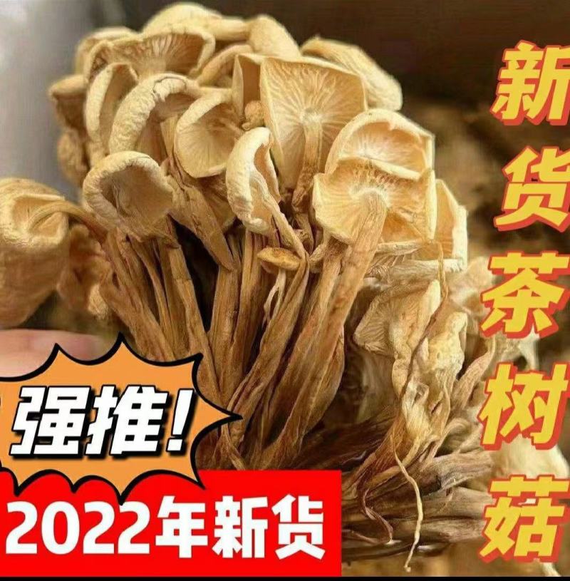 茶树菇厂家批发一手货源，地摊展会批发干度合适