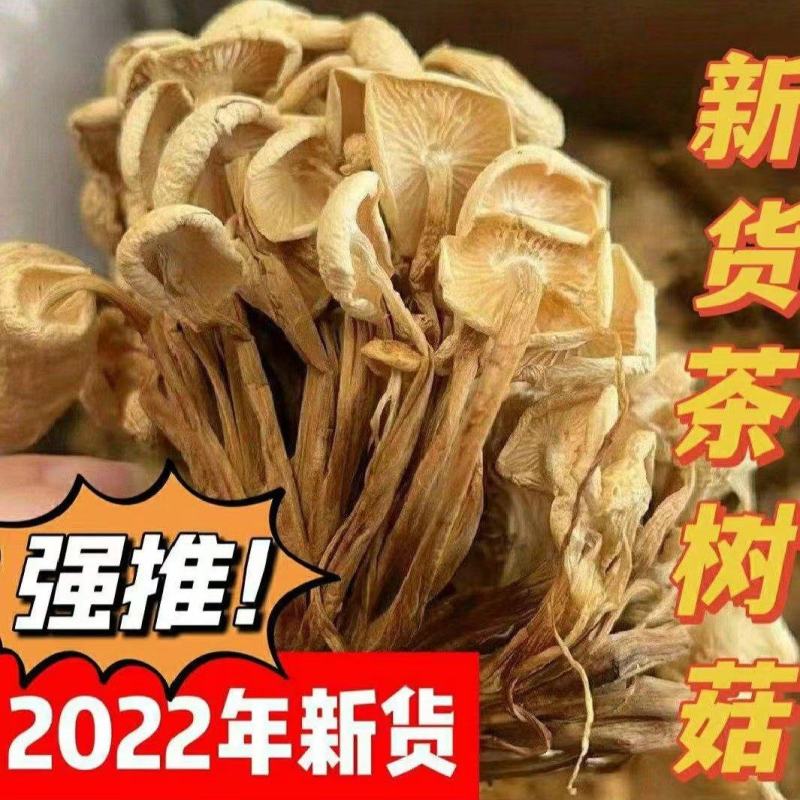 茶树菇厂家批发一手货源，地摊展会批发干度合适