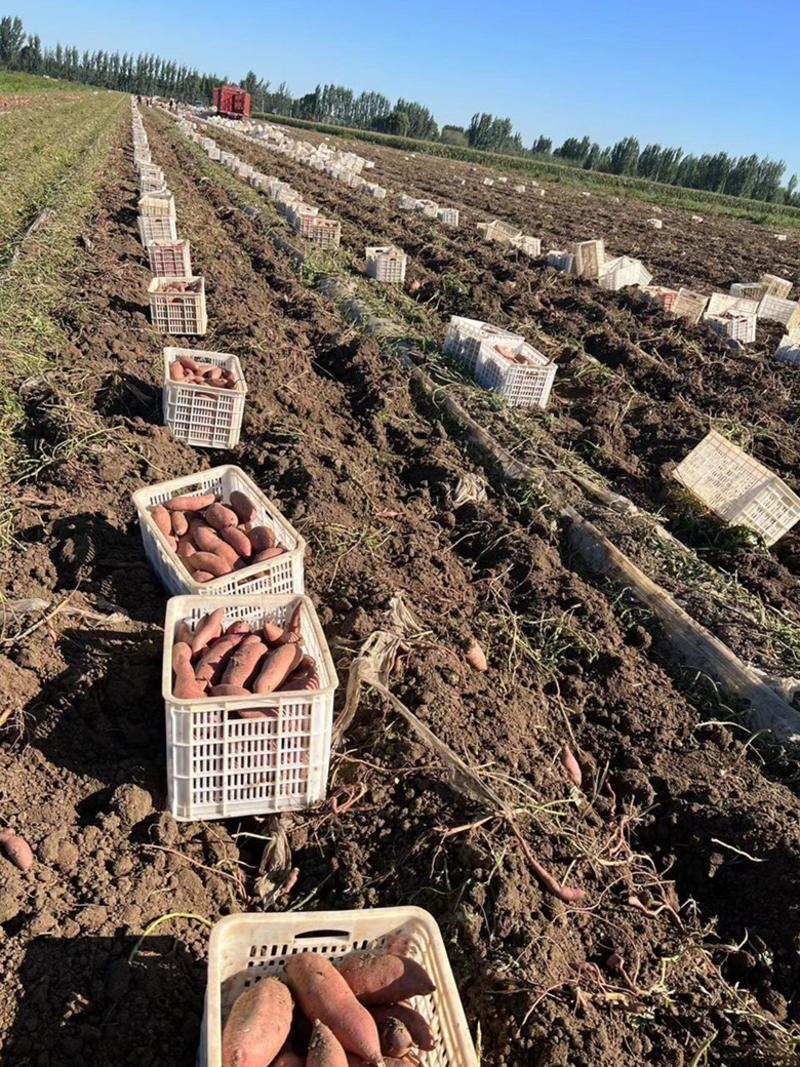 河北红薯龙薯窖存货产地直发质量保证欢迎来电订购