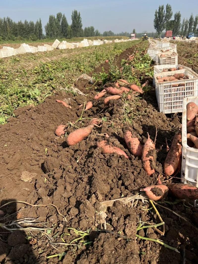河北红薯龙薯窖存货产地直发质量保证欢迎来电订购