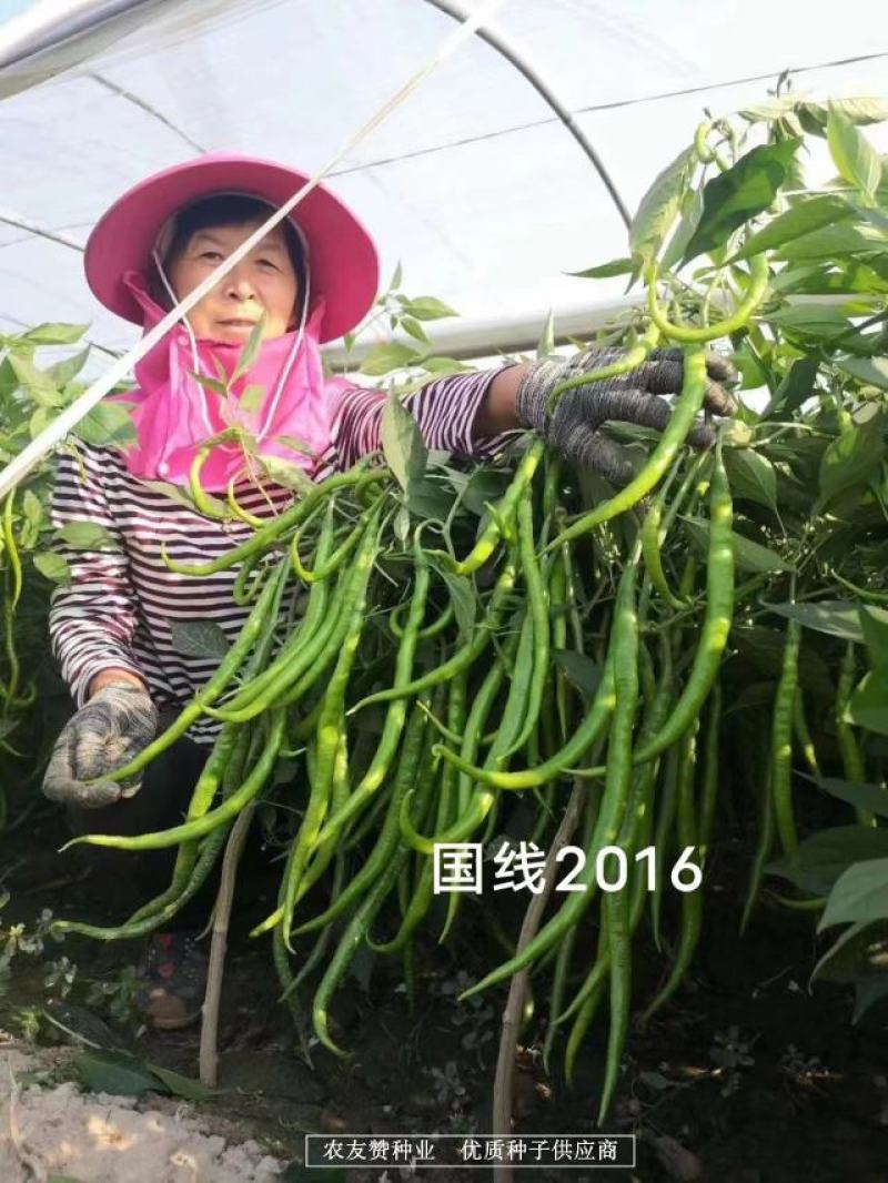 国线2016早熟翠绿色线椒种子辣味浓，椒型顺直坐果率高