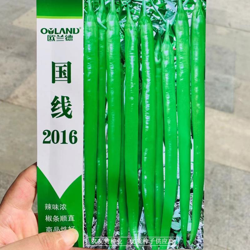 国线2016早熟翠绿色线椒种子辣味浓，椒型顺直坐果率高