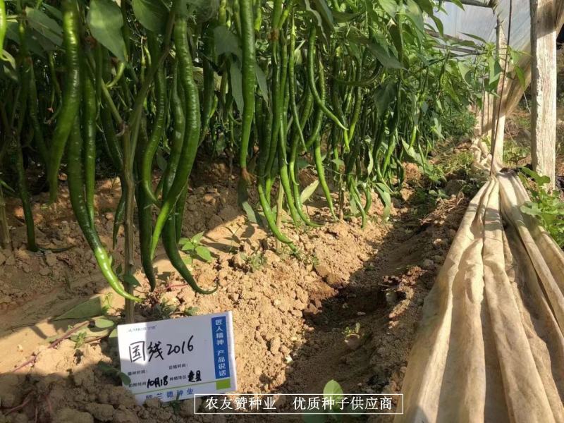 国线2016早熟翠绿色线椒种子辣味浓，椒型顺直坐果率高