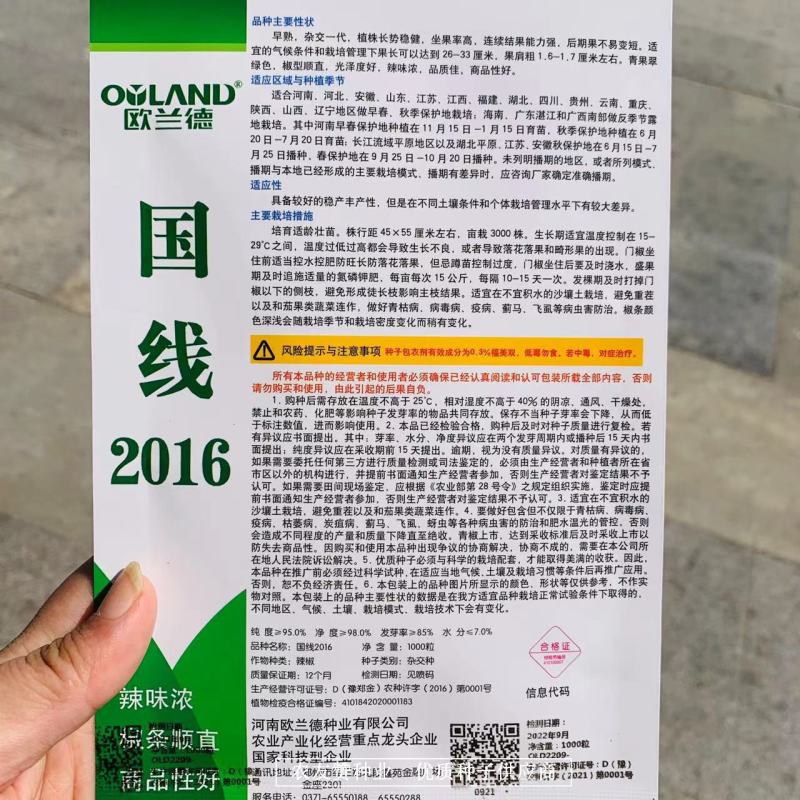 国线2016早熟翠绿色线椒种子辣味浓，椒型顺直坐果率高