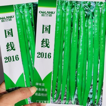 国线2016早熟翠绿色线椒种子辣味浓,椒型顺直坐果率高