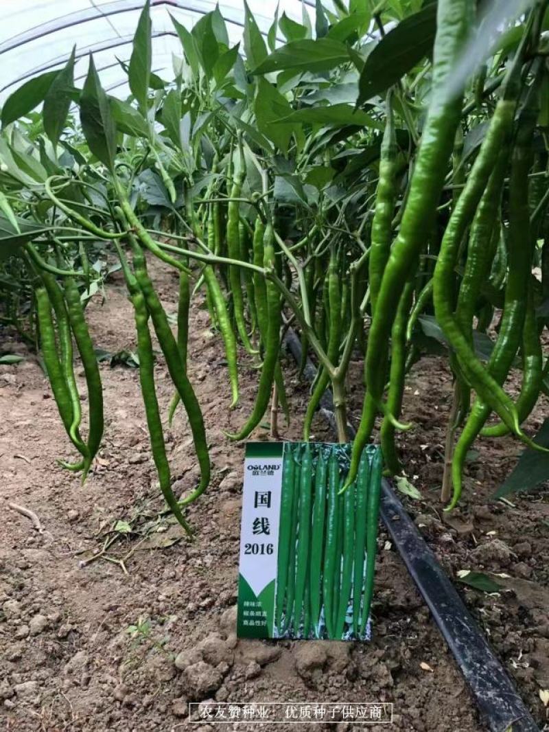 国线2016早熟翠绿色线椒种子辣味浓，椒型顺直坐果率高