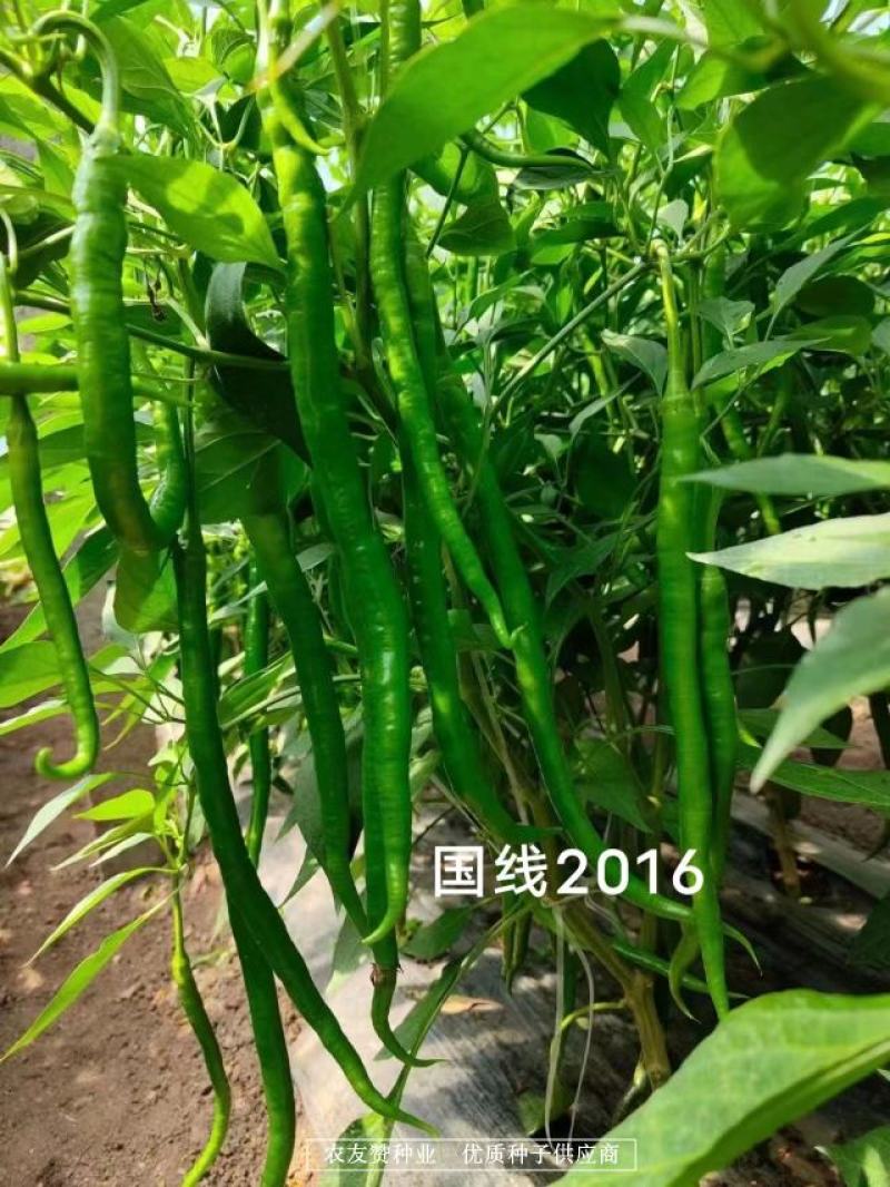 国线2016早熟翠绿色线椒种子辣味浓，椒型顺直坐果率高