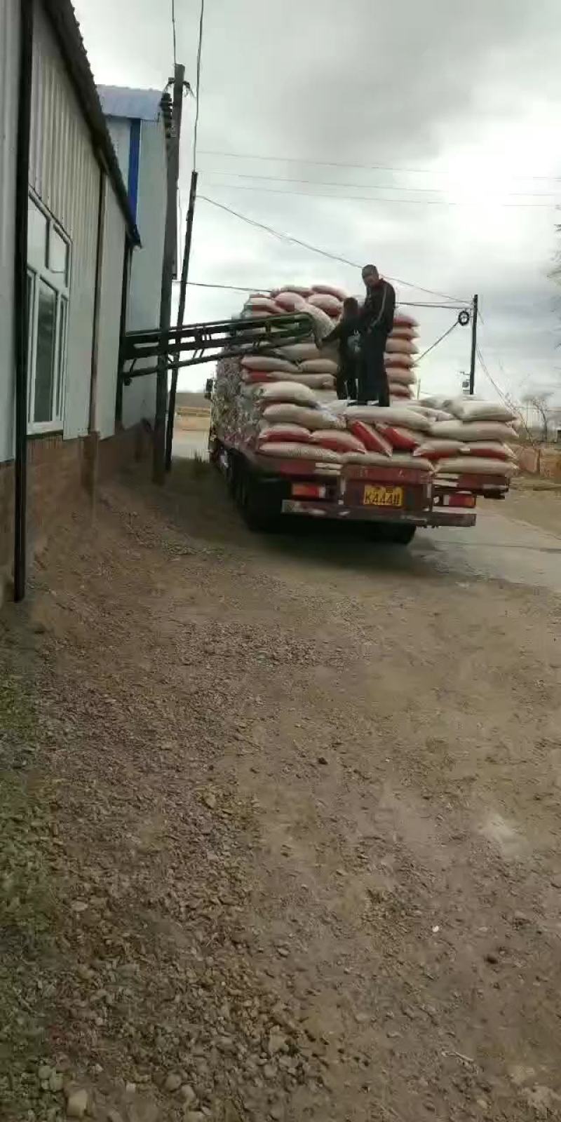 内蒙四粒红精品果整车走货质量保证