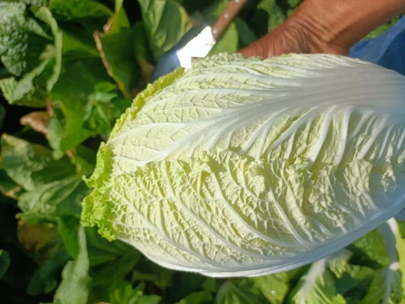 黄心大白菜，大量上市中，货源稳定，产地直发欢迎来电
