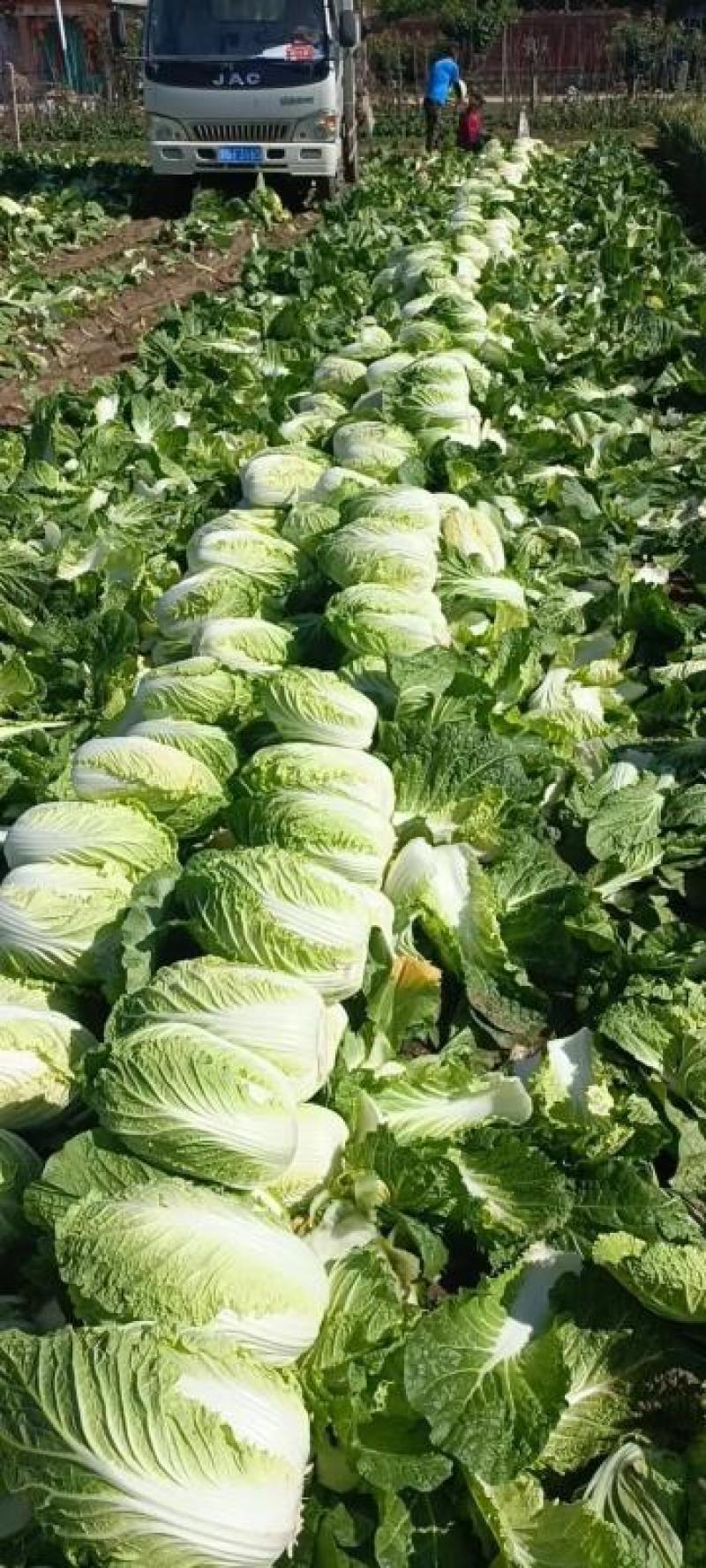黄心大白菜，大量上市中，货源稳定，产地直发欢迎来电