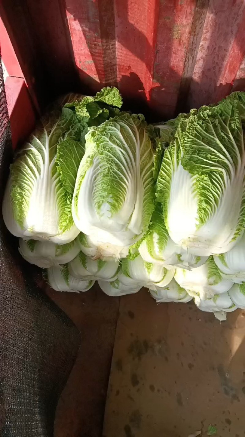 白菜精品矮颗义和秋白菜，河南夏邑县白菜，大量上市供应