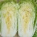 白菜精品矮颗义和秋白菜，河南夏邑县白菜，大量上市供应