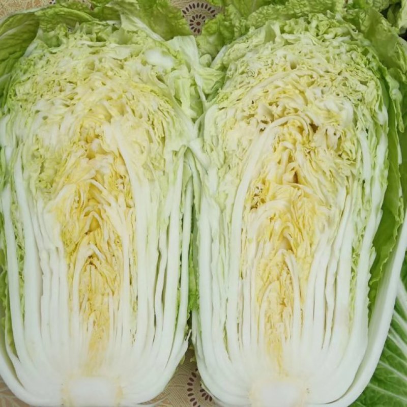白菜精品矮颗义和秋白菜，河南夏邑县白菜，大量上市供应
