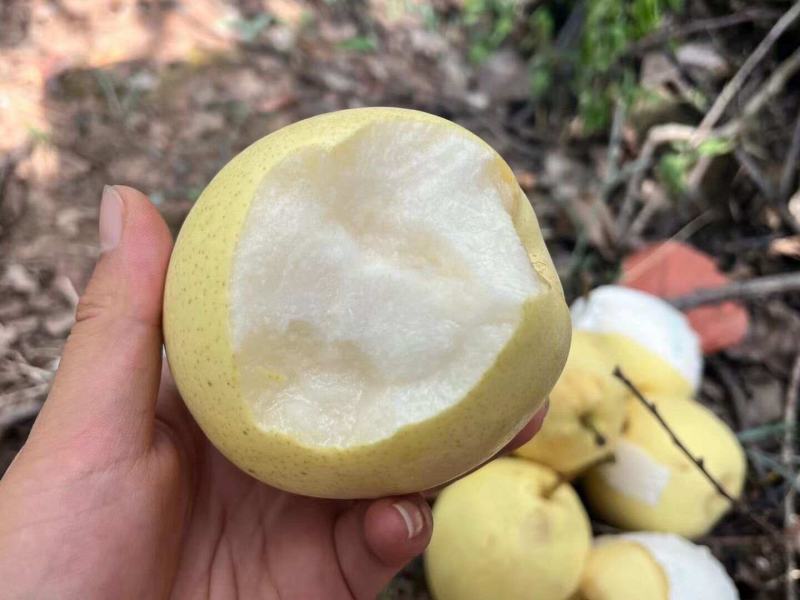 汉源套袋金花梨儿又甜又圆