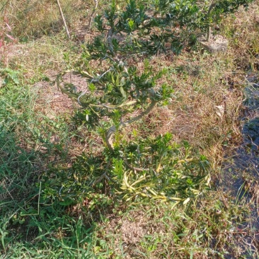 造型小叶珍珠罗汉松，此是小型可槊式罗汉松，可窒内房外种植