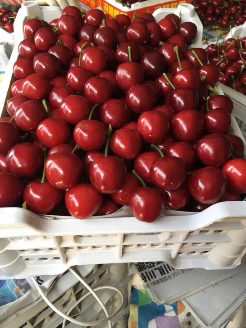 樱桃口感好，果肉丰厚，色泽颜丽，果个大，甜度能达到26