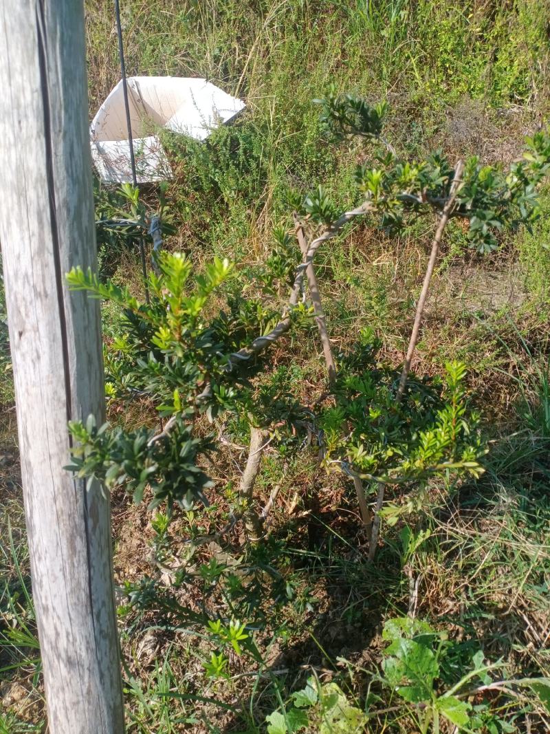 造型小叶珍珠罗汉松，此是小型可槊式罗汉松，可窒内房外种植